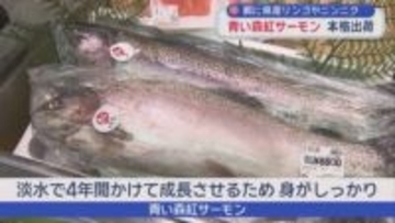 餌に県産リンゴやニンニク　青い森紅サーモン　本格出荷