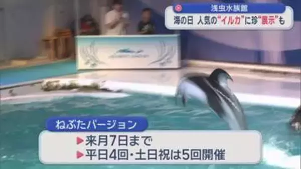 浅虫水族館　海の日　人気の“イルカ”に珍“展示”も