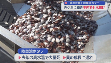 減産続く陸奥湾ホタテ　主産地・平内町で半成貝水揚げ