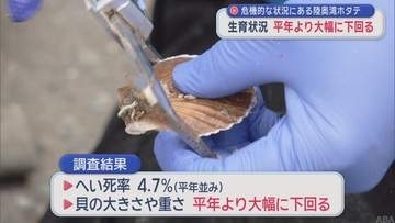危機的な状況にある陸奥湾ホタテ　生育が平年より大幅に下回る／青森県