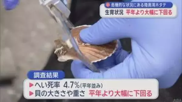 危機的な状況にある陸奥湾ホタテ　生育が平年より大幅に下回る／青森県