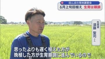 高温対策で6月上旬田植え　稲の生育順調