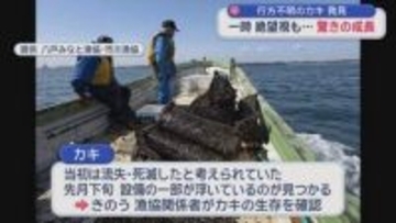 八戸沖で行方不明の「養殖カキ」発見！　一時絶望視も驚きの成長