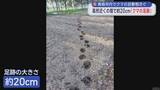 「【青森市内 クマ出没】青森南高校の近くの畑でクマの足跡」の画像1