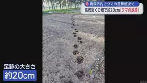 【青森市内 クマ出没】青森南高校の近くの畑でクマの足跡