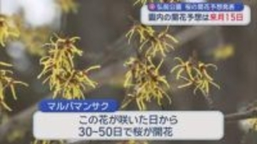 弘前公園　桜の開花予想発表　園内の開花予想は・・・