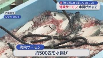 “海峡サーモン” 水揚げ始まる　「ぜひ刺し身で楽しんでほしい」
