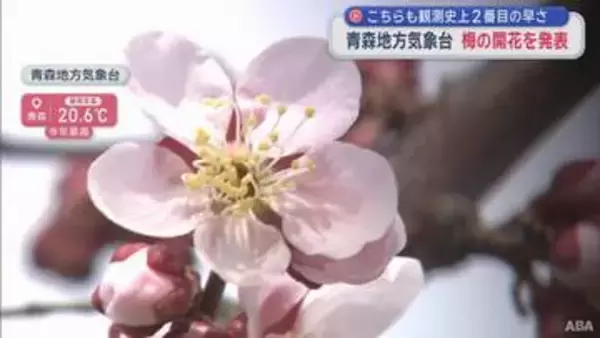 観測史上2番目の早さで梅が開花／青森地方気象台
