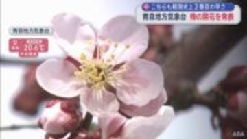 観測史上2番目の早さで梅が開花／青森地方気象台