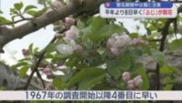 リンゴ「ふじ」開花 平年より8日早い　開花期間中は霜に注意