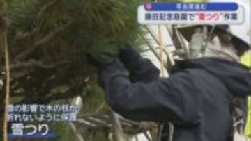 冬支度進む　 藤田記念庭園で“雪つり”作業