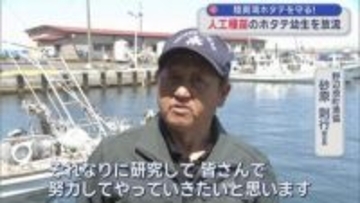 人工種苗のホタテ幼生を海に放流　危機的な陸奥湾ホタテ対策
