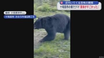 近付いてくる恐怖の瞬間　十和田市の畑でクマ「貫禄がすごかった」／青森県