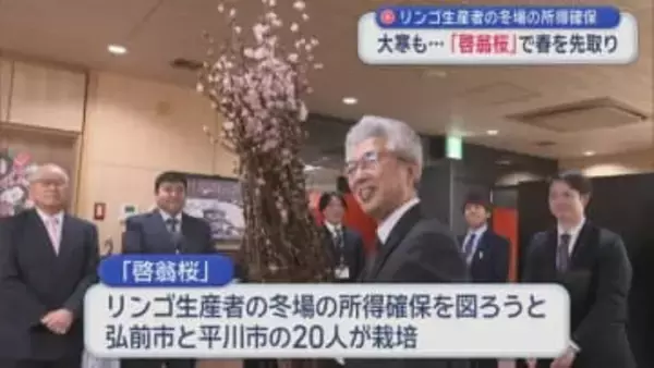 リンゴ生産者の冬場の所得確保　大寒も…「啓翁桜」で春を先取り