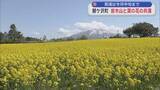 「見頃は今月中旬まで　青森県鰺ケ沢町　岩木山と菜の花の共演」の画像1