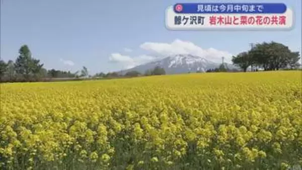 見頃は今月中旬まで　青森県鰺ケ沢町　岩木山と菜の花の共演