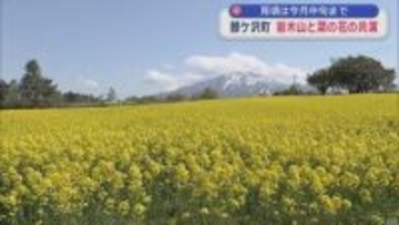 見頃は今月中旬まで　青森県鰺ケ沢町　岩木山と菜の花の共演
