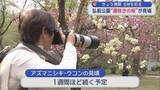 「きょう満開 GWを彩る　弘前公園 “遅咲きの桜” が見頃」の画像1