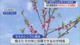 「“桃3年”ならぬ“桃1年”の新技術　青森県初「モモのシンプル栽培」始まる」の画像1