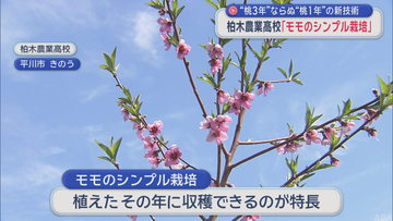 “桃3年”ならぬ“桃1年”の新技術　青森県初「モモのシンプル栽培」始まる