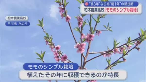 “桃3年”ならぬ“桃1年”の新技術　青森県初「モモのシンプル栽培」始まる