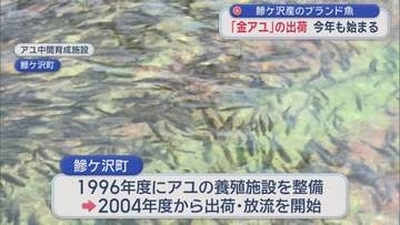 「金アユ」の出荷始まる　鰺ケ沢産のブランド魚