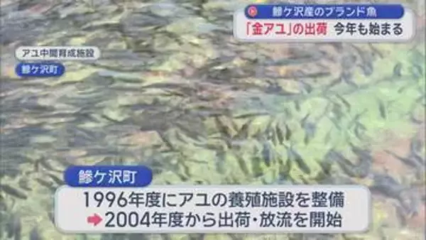 「金アユ」の出荷始まる　鰺ケ沢産のブランド魚