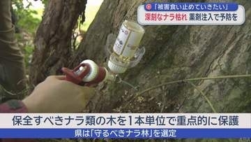 「ナラ枯れ」被害防止へ　薬剤注入の予防対策学ぶ