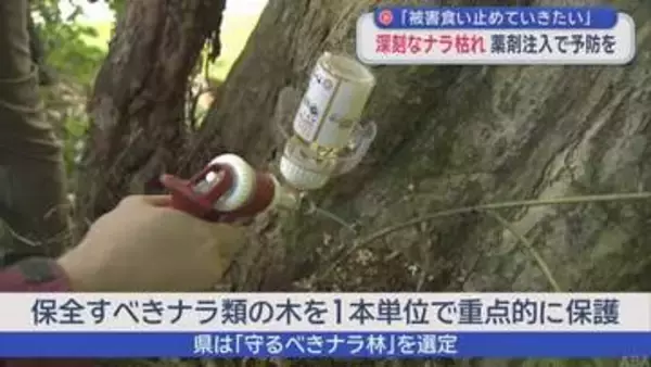 「ナラ枯れ」被害防止へ　薬剤注入の予防対策学ぶ