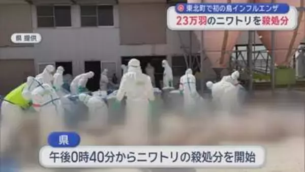 東北町の養鶏場で高病原性鳥インフルエンザ　23万羽のニワトリの処分始まる