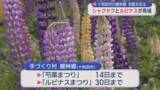 「シャクヤクとルピナスが見頃／十和田市」の画像1
