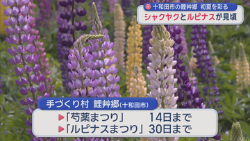 シャクヤクとルピナスが見頃／十和田市