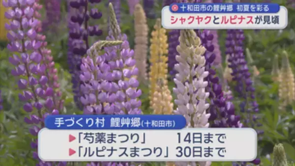 シャクヤクとルピナスが見頃／十和田市