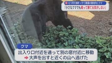むつ市大畑町　イチゴ農園の敷地内にクマ　「小さなクマでも戦って勝てる気がしない」／青森県