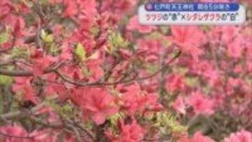 青森県七戸町天王神社　現在５分咲き　ツツジの“赤”×シダレザクラの“白”