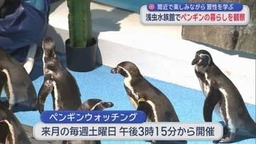 間近で可愛い生態を観察 「ペンギンウォッチング」／青森市・浅虫水族館