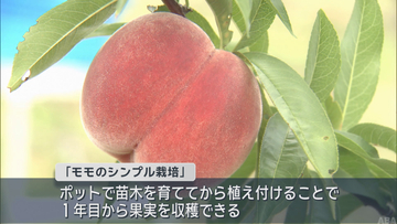 “桃3年” の常識を覆す！　高校生が「モモのシンプル栽培」1年目の収穫