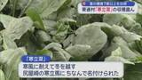 「茎の糖度7度以上を出荷　東通村「寒立菜」の収穫盛ん／青森県」の画像1