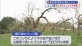 「リンゴ園のシカ被害などを視察　黒石市長「青森県に対策を要望していく」」の画像1