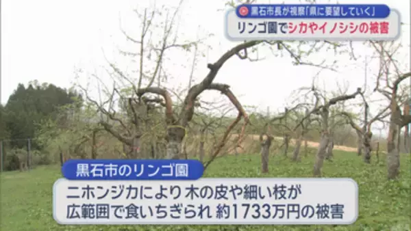 リンゴ園のシカ被害などを視察　黒石市長「青森県に対策を要望していく」