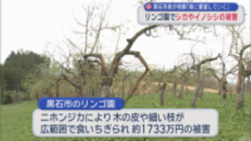 リンゴ園のシカ被害などを視察　黒石市長「青森県に対策を要望していく」