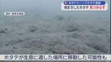 「「地まきホタテ」見つからず　水中ドローンでホタテの生育調査始まる」の画像1