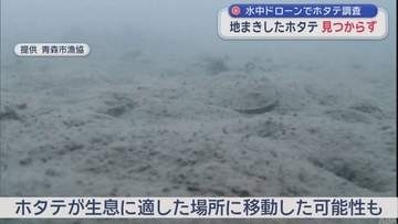 「地まきホタテ」見つからず　水中ドローンでホタテの生育調査始まる
