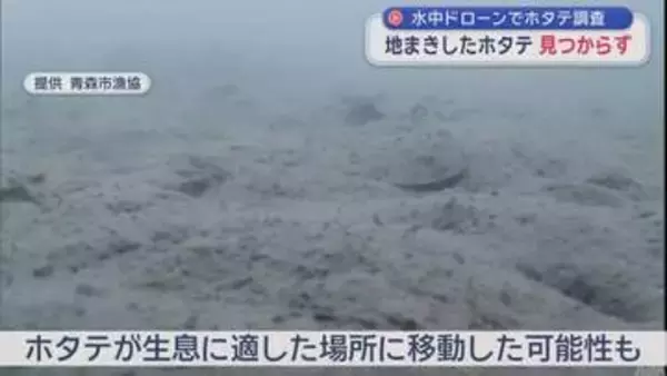 「地まきホタテ」見つからず　水中ドローンでホタテの生育調査始まる