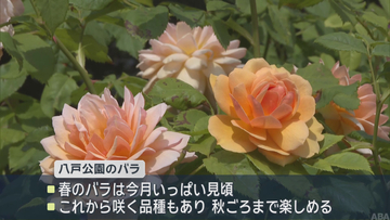 「春のバラ」見頃　八戸公園のローズガーデンにぎわう