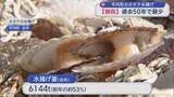 「平内のホタテ水揚げ　【独自】過去50年で最少」の画像1