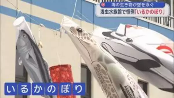 浅虫水族館に「いるかのぼり」　海の生き物が空を泳ぐ