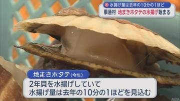 青森・東通村で「地まきホタテ」の水揚げ始まる　水揚げ量は前年の10分の1程度か