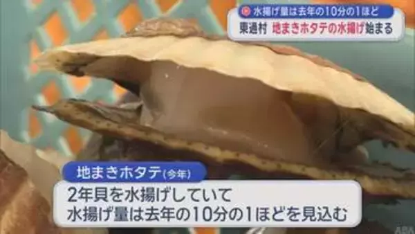 青森・東通村で「地まきホタテ」の水揚げ始まる　水揚げ量は前年の10分の1程度か