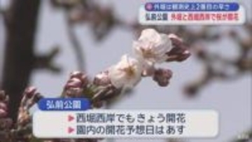 外堀は観測史上2番目の早さ　弘前公園　外堀と西堀西岸で桜が開花